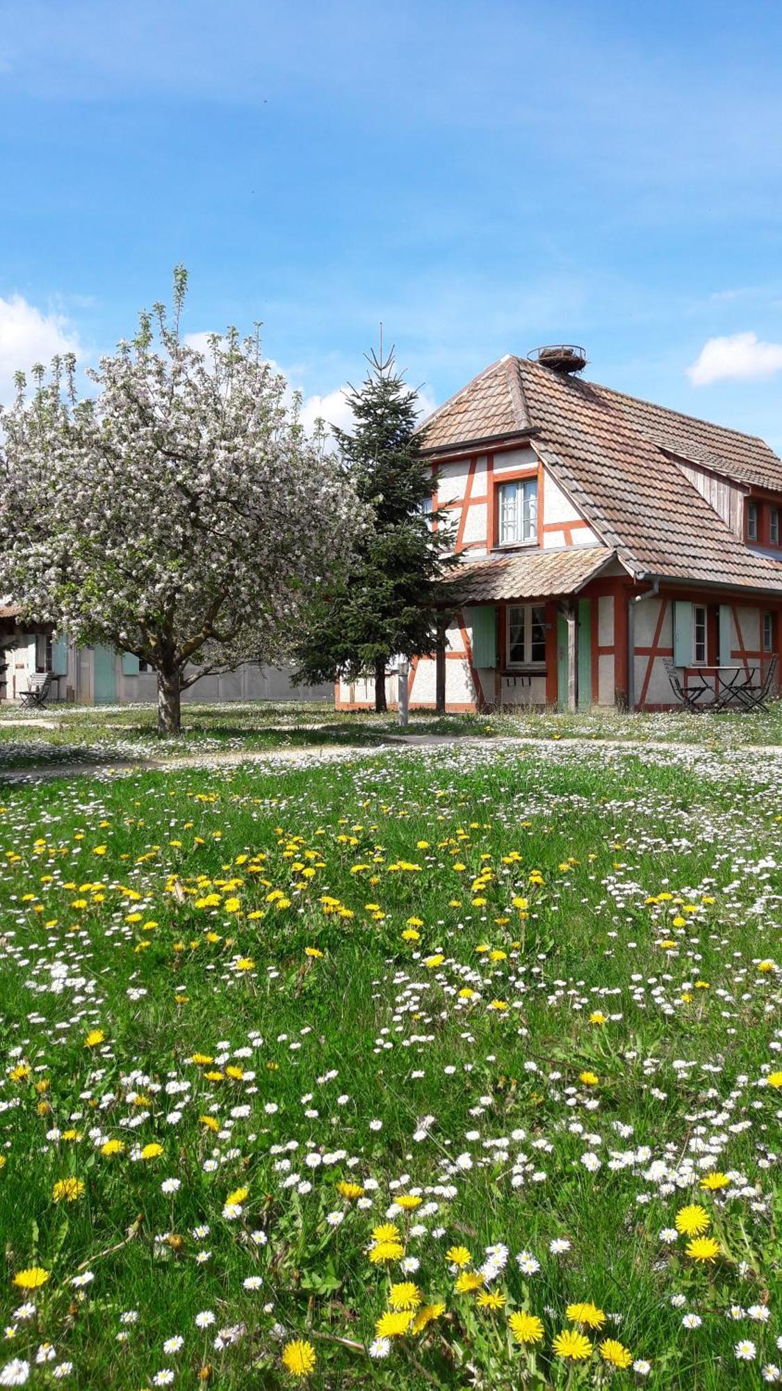 Les Loges De L'Ecomusee D'Alsace Юнгерсайм Экстерьер фото